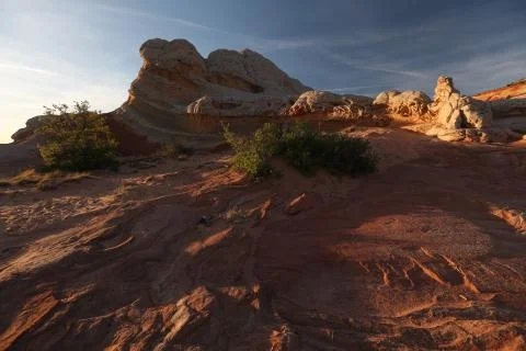 Plants in canyon Stock Photos