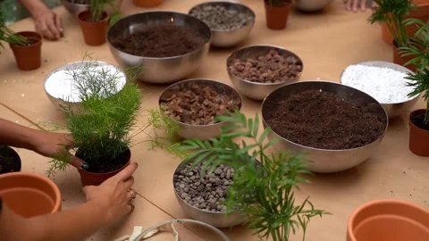 Plants care workshop class. table top view Vídeo Stock 277978505
