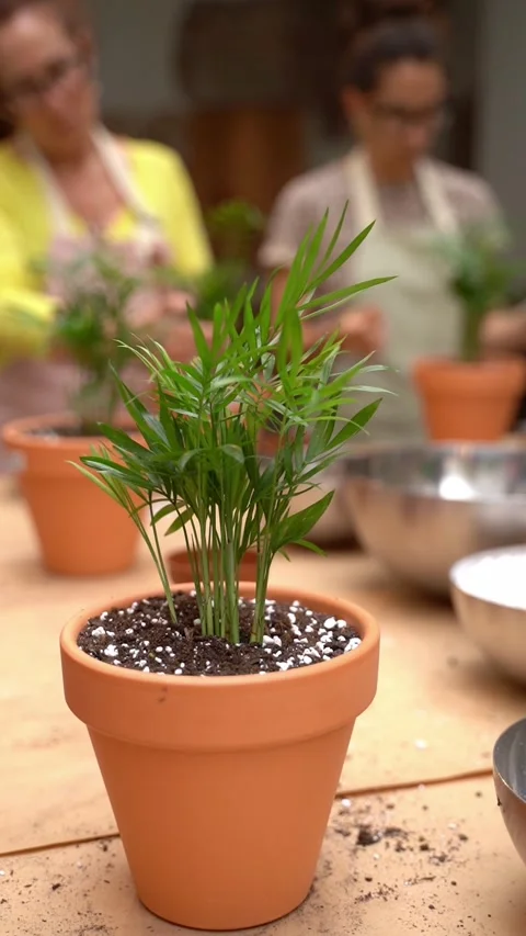 Plants care workshop class vertical video footage Vídeo Stock 277978481