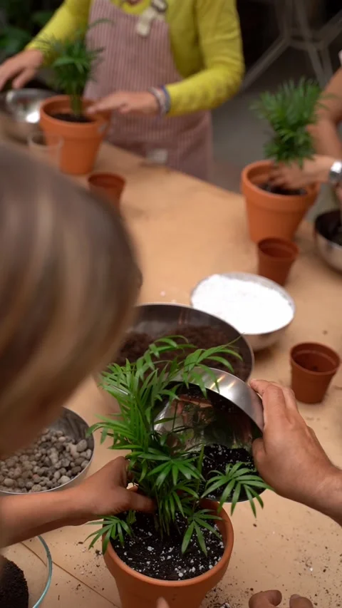 Plants care workshop class vertical mixing soil for palm tree Vídeo Stock 277978484