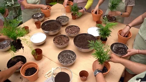 Plants care workshop class video Stock Footage 277978482