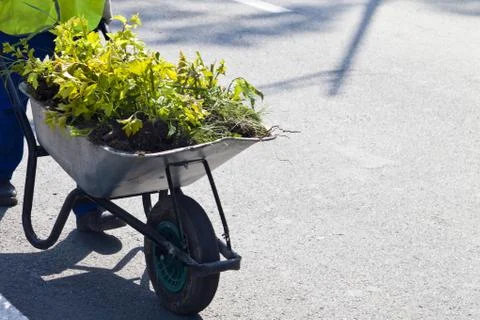 Plants in the cart Stock Photos