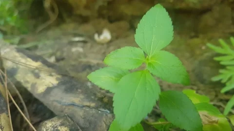 Plants in cave Stock Footage 206096994