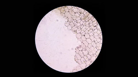 Plants cell  in stop motion. Stock Footage 200442889