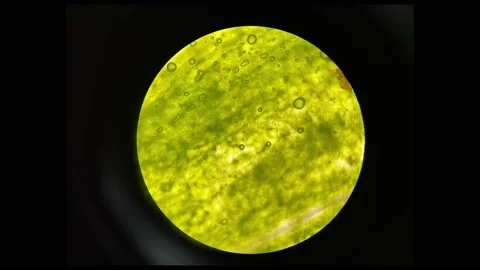 Plants cell stop motion. Stock Footage 230861790