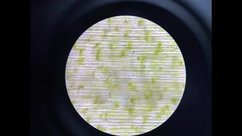 Plants cell in stop motion footage. Stock Footage 307082547