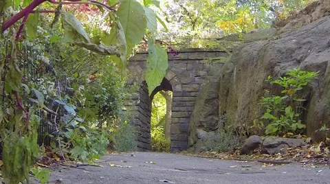 Plants in Central Park Stock Footage 59852974