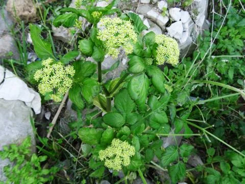Plants in clay Stock Photos