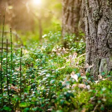 Plants clear bokeh Stock Photos