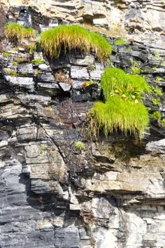 Plants on a cliff face Stock Photos