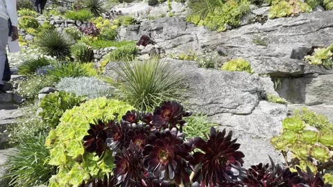 Plants on the cliff Stock Footage 308126565