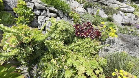 Plants on the cliff Stock Footage 308126578