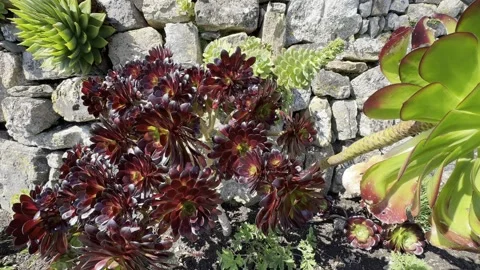 Plants on the cliff Stock Footage 308126586