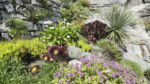 Plants on the cliff Stock Footage 308126596