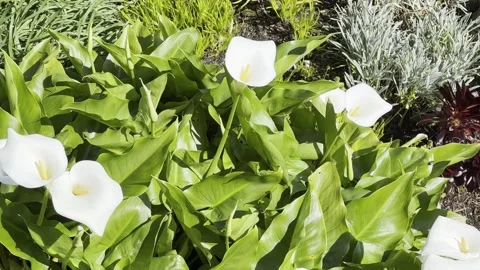 Plants on the cliff Stock Footage 308126601