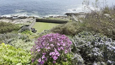 Plants on the cliff Stock Footage 308126613