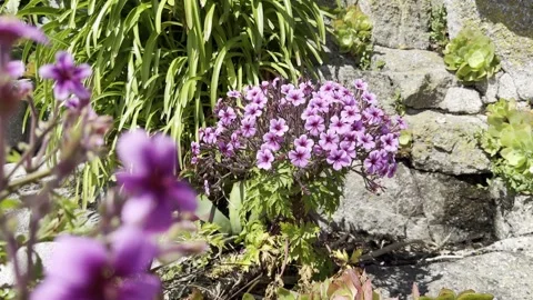 Plants on the cliff Stock Footage 308126624