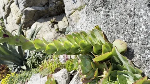 Plants on the cliff Stock Footage 308126640
