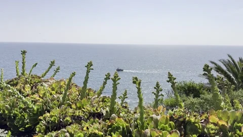 Plants on the cliff Stock Footage 308126683