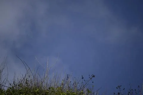 Plants on the cliff Stock Photos
