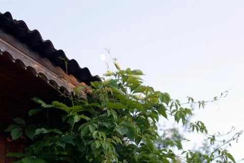 Plants climbing to the rooftop Stockfoto's