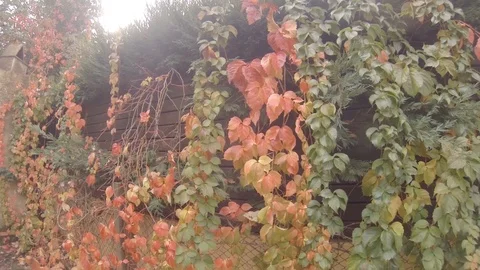 Plants climbing the wall Stock Footage 103539100