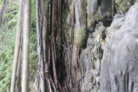 Plants cling to rock cliffs Stock-Fotos