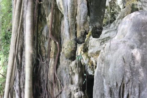 Plants cling to rock cliffs Stock-Fotos