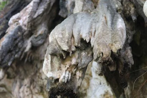 Plants cling to rock cliffs 스톡 사진