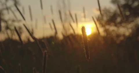 Plants close up during sunset with flares Stock Footage 115078911