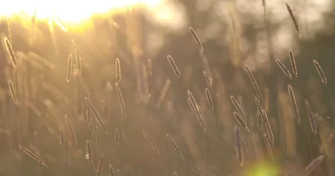 Plants close up during sunset with flares Stock Footage 115079199