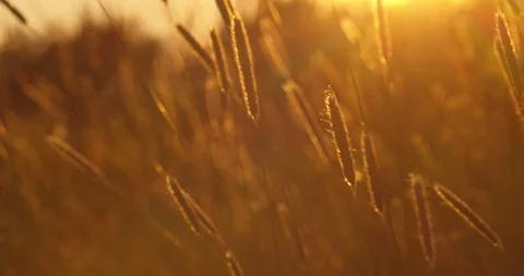 Plants close up during sunset with flares 스톡 동영상 115079416
