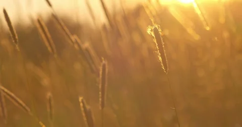 Plants close up during sunset with flares Stock Footage 115079501