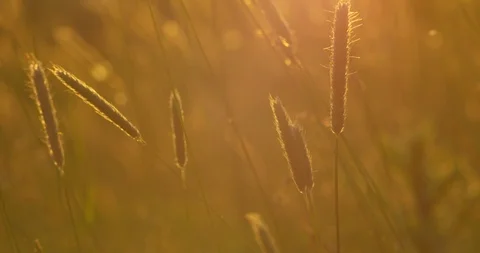 Plants close up during sunset with flares Stock Footage 115079593