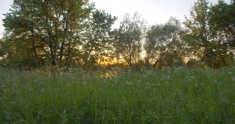 Plants close up during sunset  库存影片 115079326