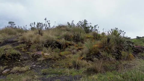 Plants of Colombian Paramo Stock Footage 323143337