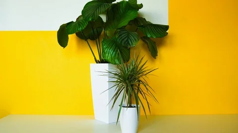 Plants composition indoor - Time lapse Video stock 102125101