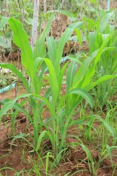 Plants of corn close up. Stock Photos