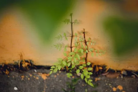 Plants in the corner Stock Photos