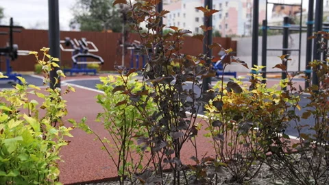 Plants in the courtyard of a multi-storey building Stock Footage 244848081