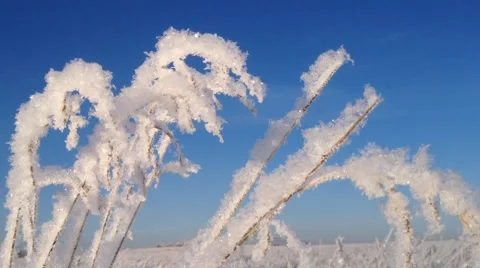 Plants covered with hoarfrost on blue sky background Stock Footage