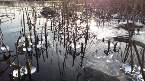 Plants covered with ice when the lake start freezing over, Finland Stock Footage 119361950