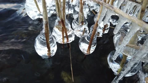 Plants covered with ice when the lake start freezing over, Finland Stock Footage 145124672