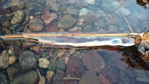 Plants covered with ice when the lake start freezing over, Finland Video stock 145124866