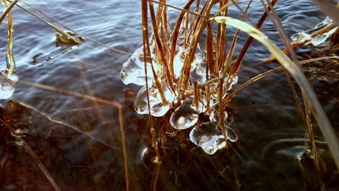 Plants covered with ice when the lake start freezing over, Finland Stock Footage 145125032