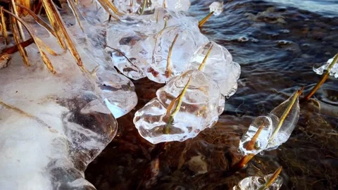 Plants covered with ice when the lake start freezing over, Finland Stock Footage 145125050