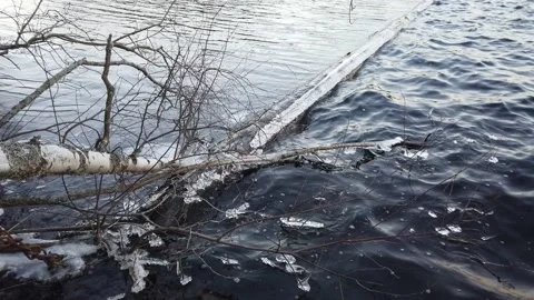Plants covered with ice when the lake start freezing over, Finland Stock Footage 145125684