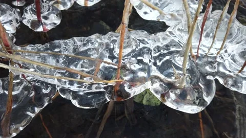 Plants covered with ice when the lake start freezing over, Finland Stock Footage 145126098