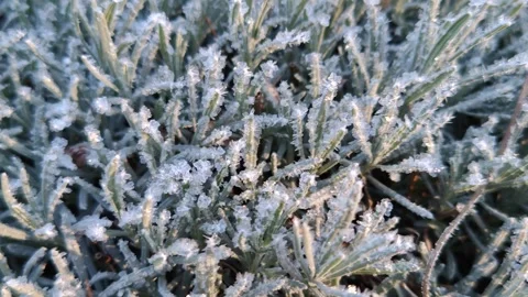 Plants covered with snow and ice in winter Stock Footage 324918043