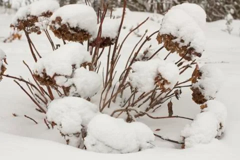 Plants covered in snow Stock Photos